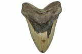 Fossil Megalodon Tooth - North Carolina #328425-1